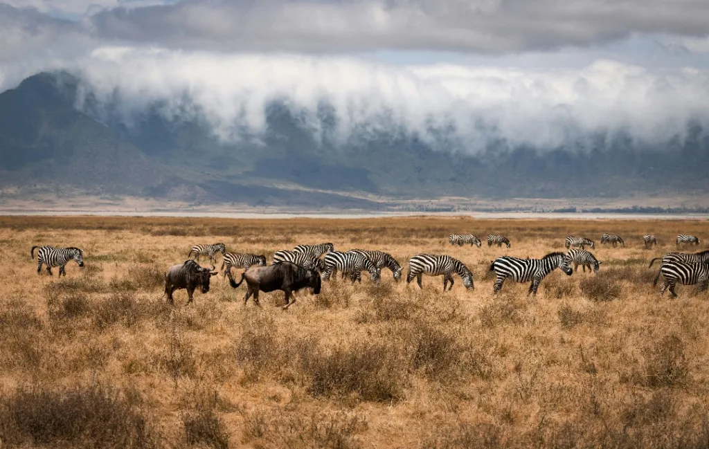 Safari itinerary image