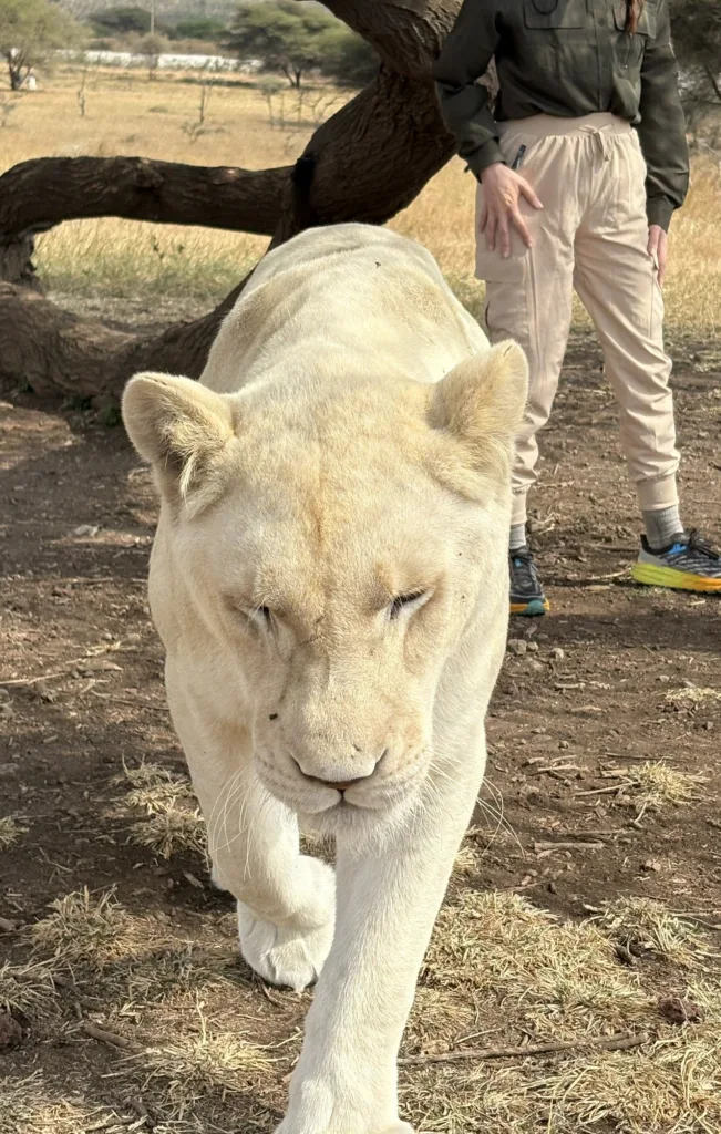 Safari itinerary image