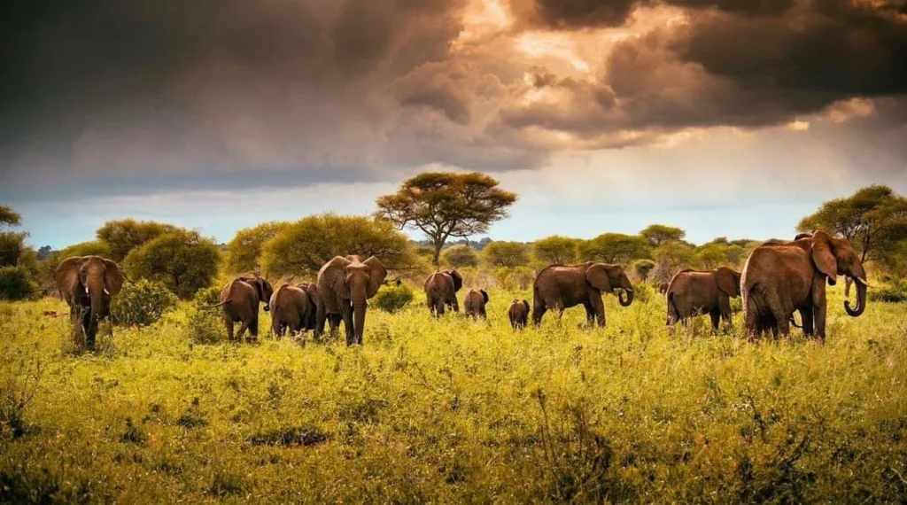 Safari itinerary image
