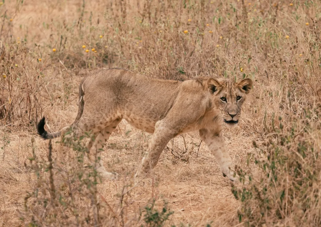 Safari itinerary image