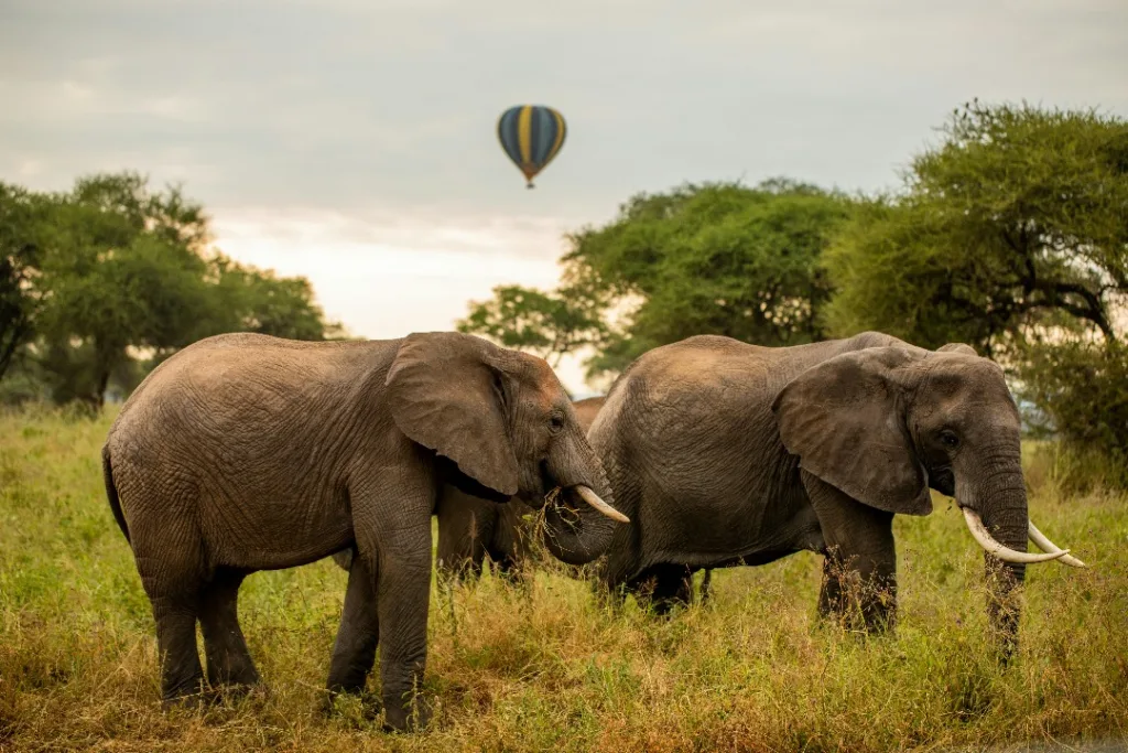 Safari itinerary image