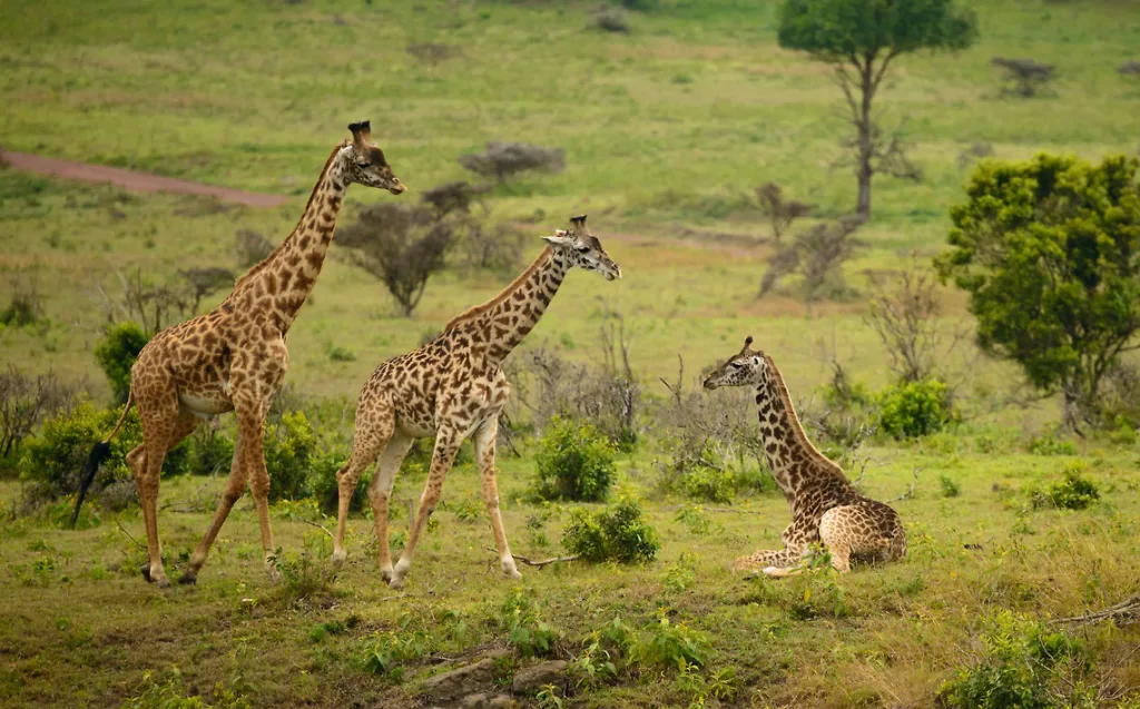 Safari itinerary image