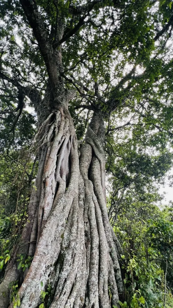 Arusha National Park - Tanzania Safari Experience