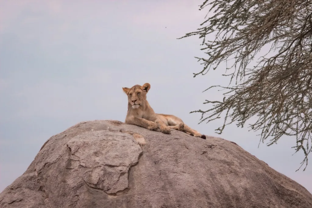 Safari itinerary image