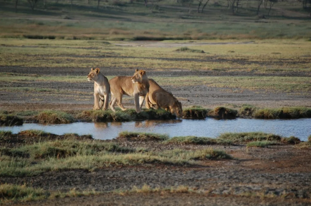 Central Serengeti (Seronera) Photo Gallery - Tanzania Safari Experience