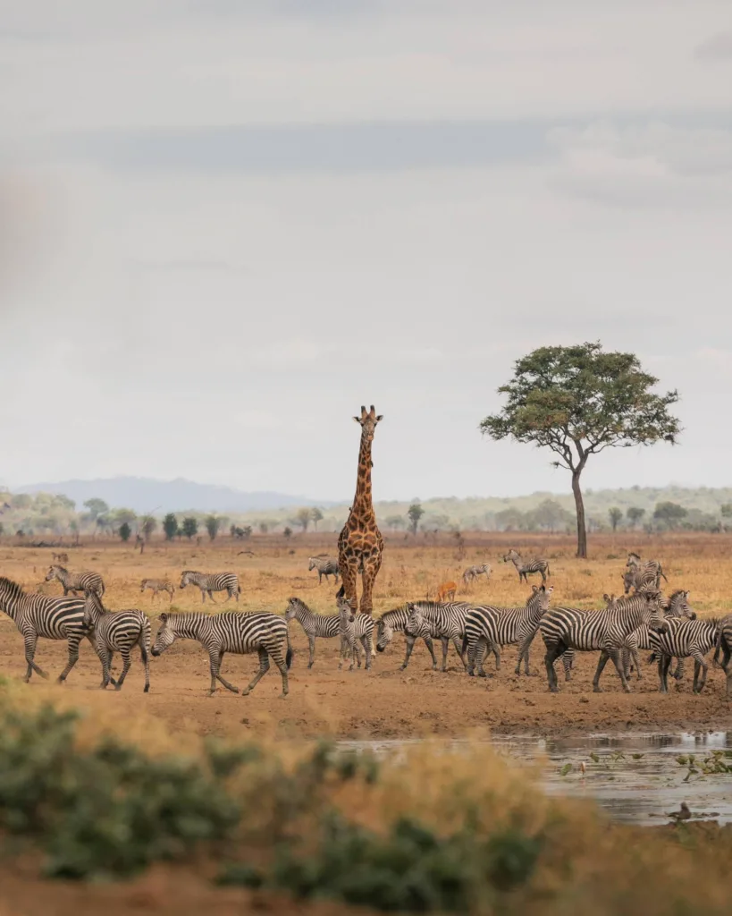Mikumi National Park - Tanzania Safari Experience