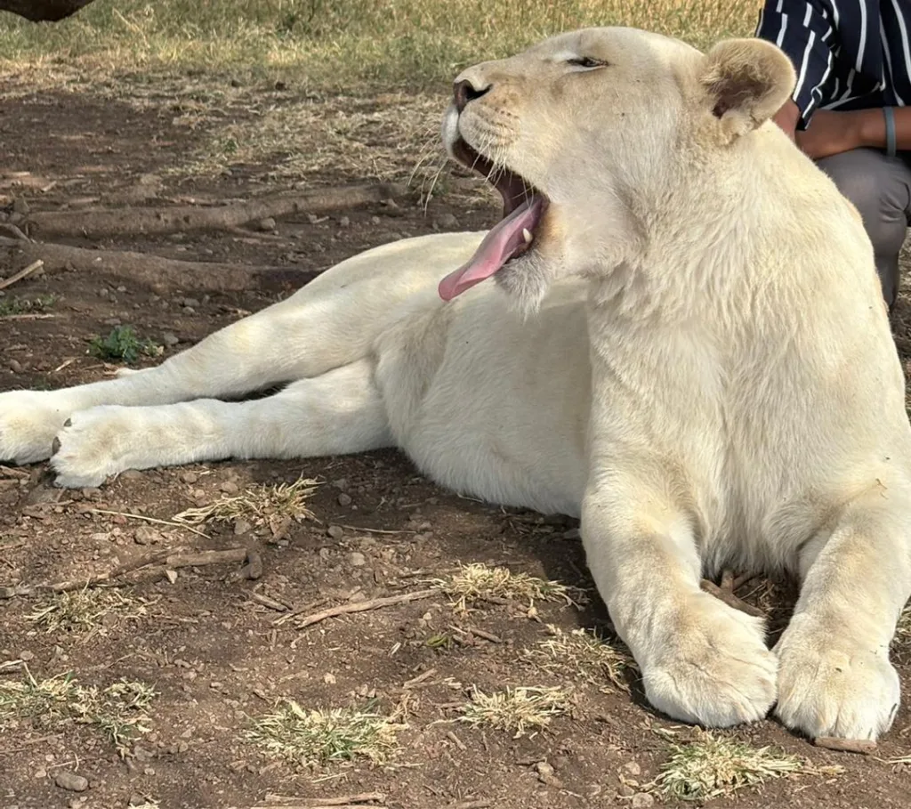 Safari itinerary image