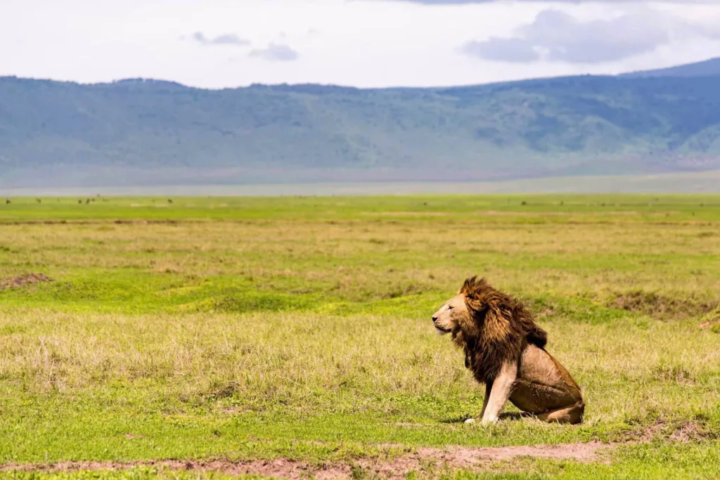 Safari itinerary image