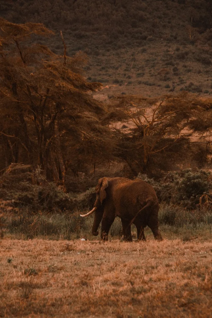 Safari itinerary image