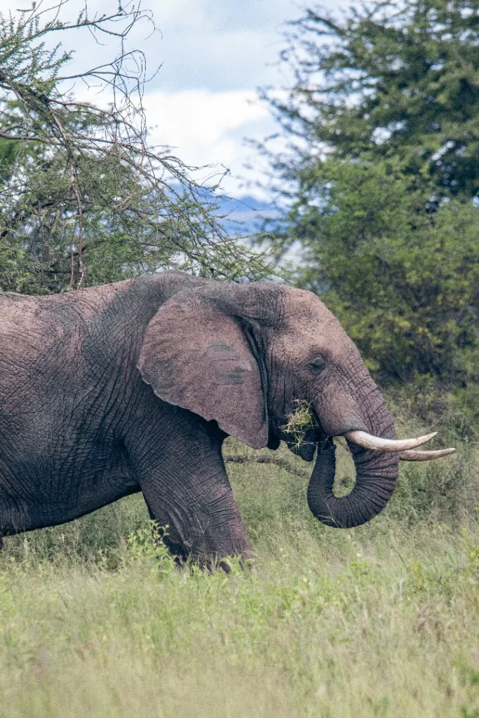 Safari itinerary image