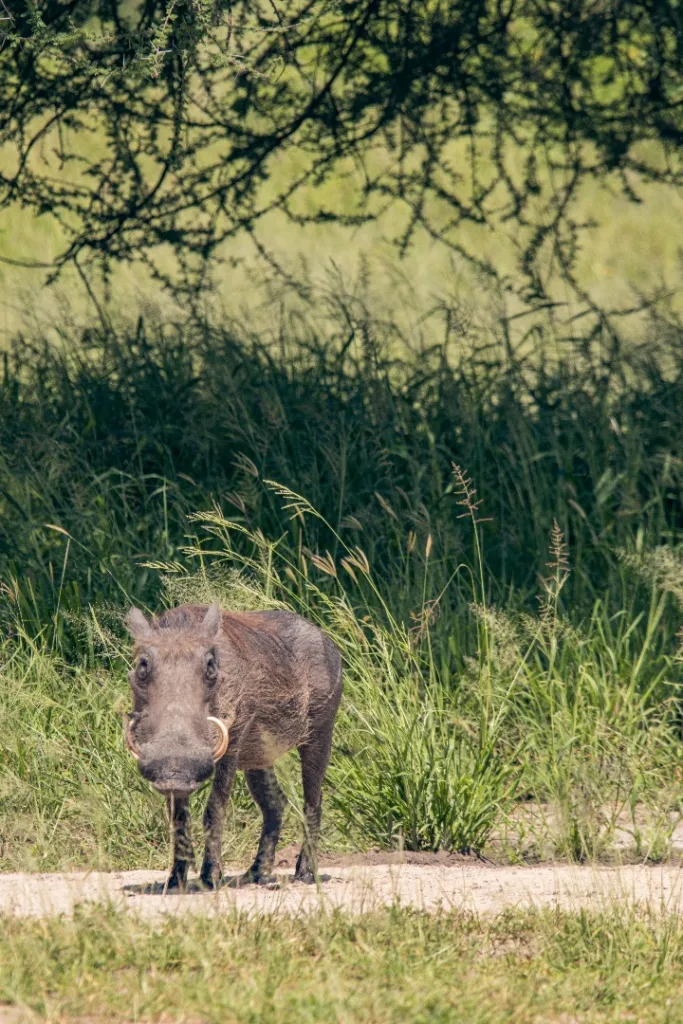 Safari itinerary image