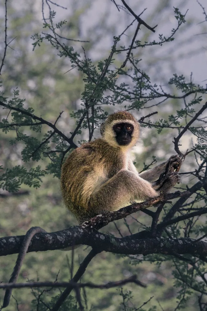 Safari itinerary image