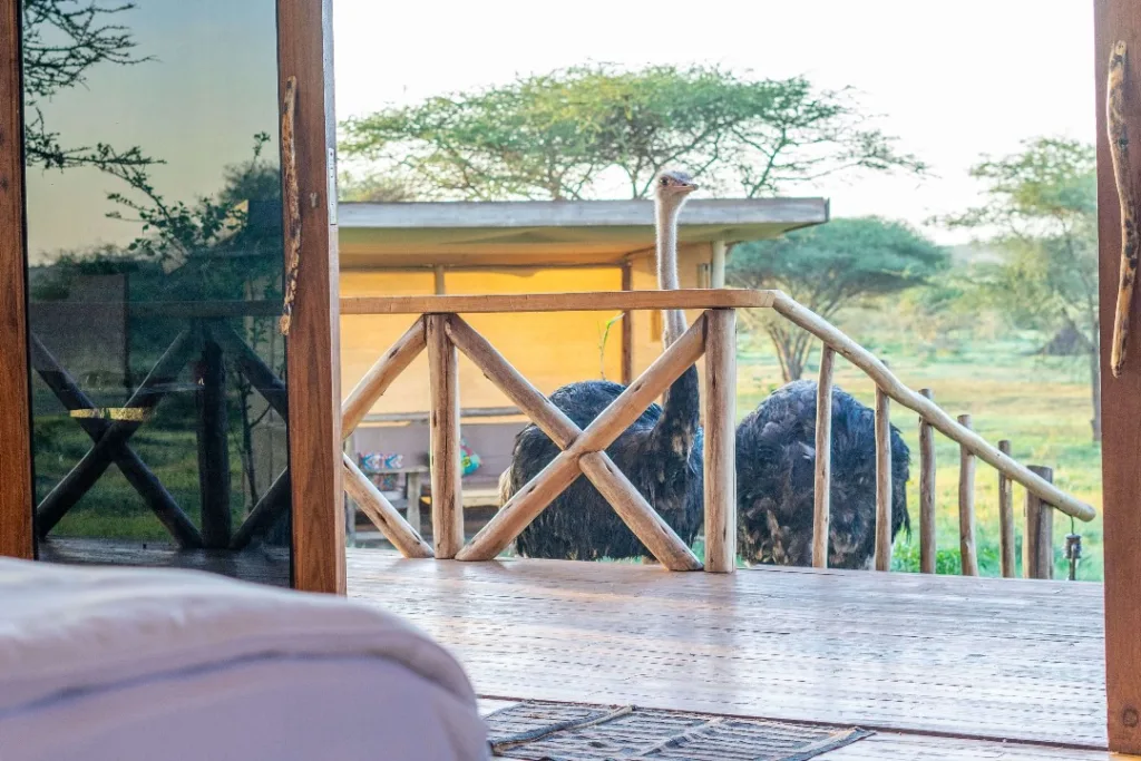 Safari itinerary image