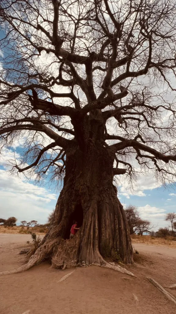 Safari itinerary image