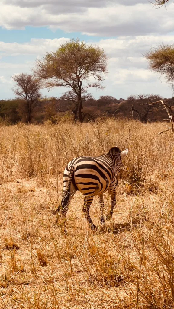 Safari itinerary image