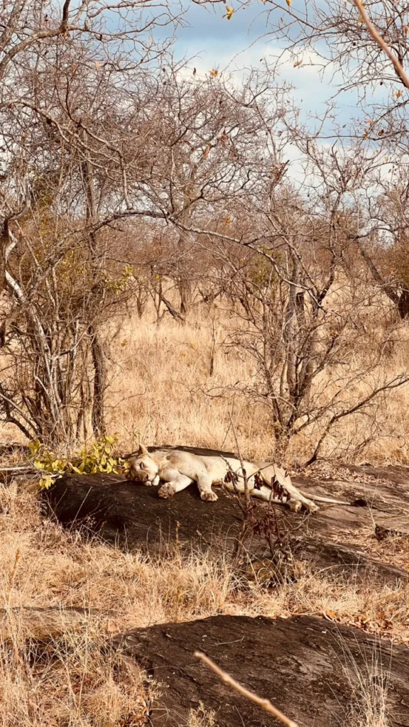Safari itinerary image