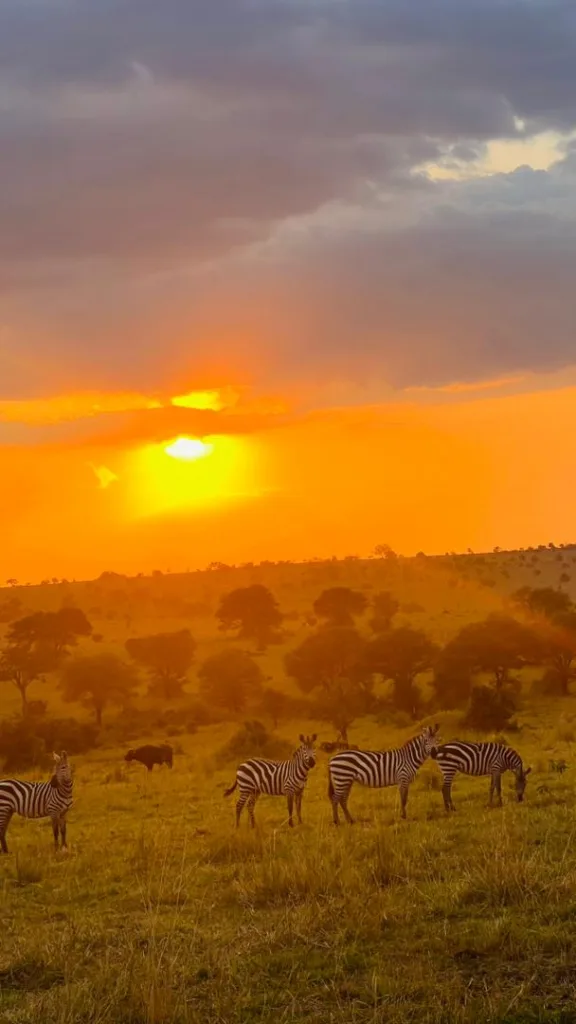 Safari itinerary image