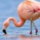 Flammingo