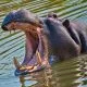 Hippopotamus