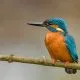 Kingfishers