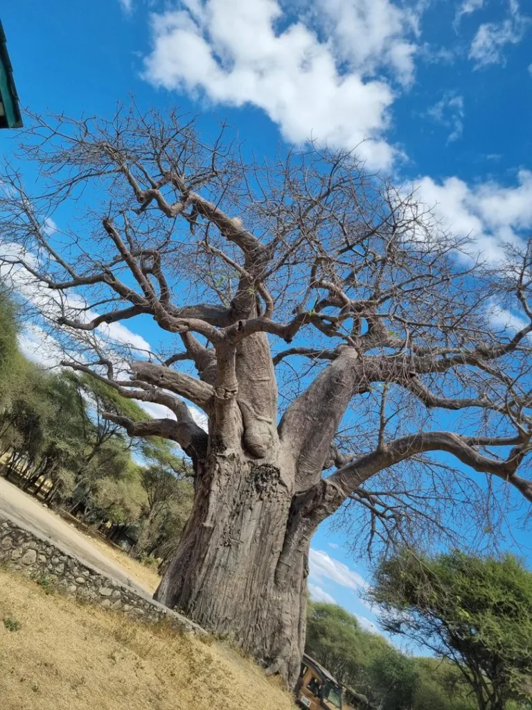 Safari itinerary image
