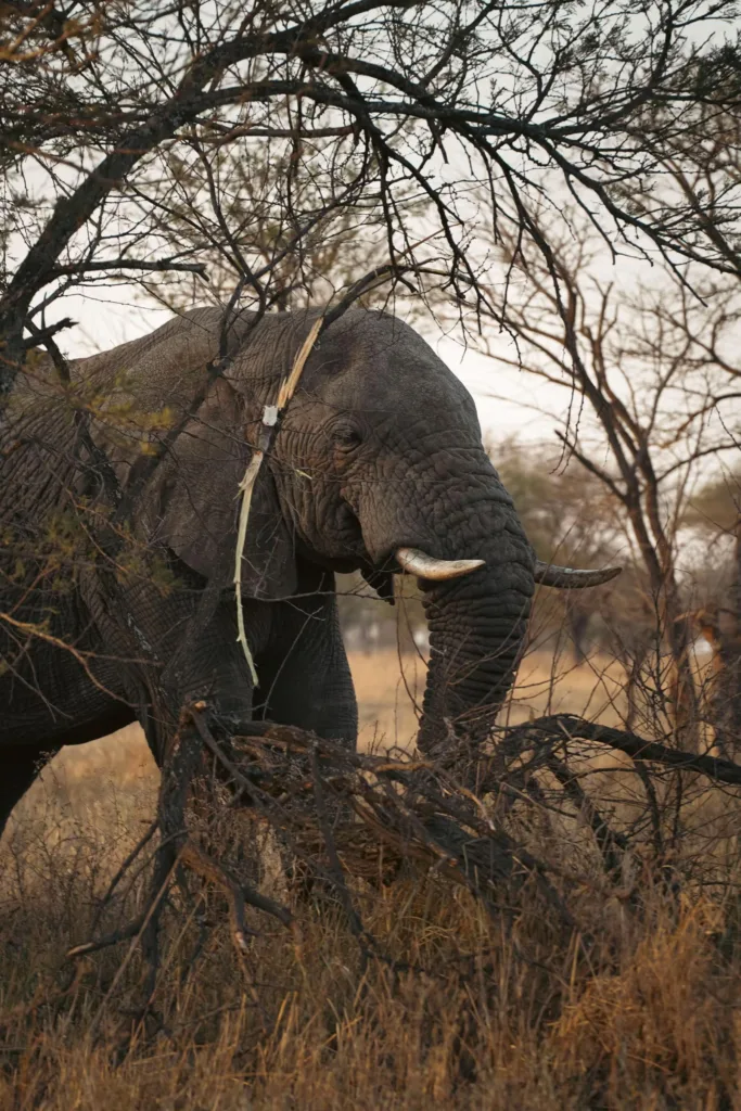 Safari itinerary image