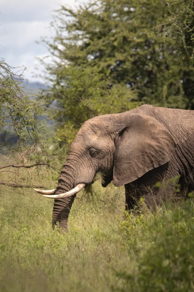 Tarangire National Park – Wildlife & Baobab Wonderland