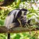 White Colobus Monkey