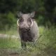 Common Warthog - Africa Safari Experience