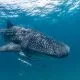 Whales and whale shark - Africa Safaris Experience