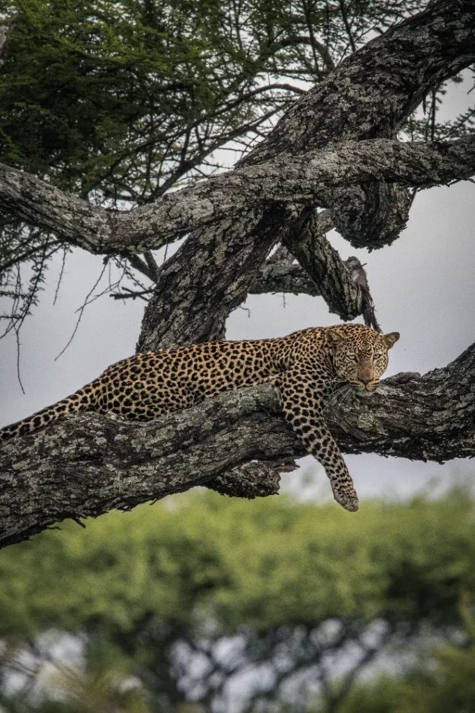 Safari itinerary image