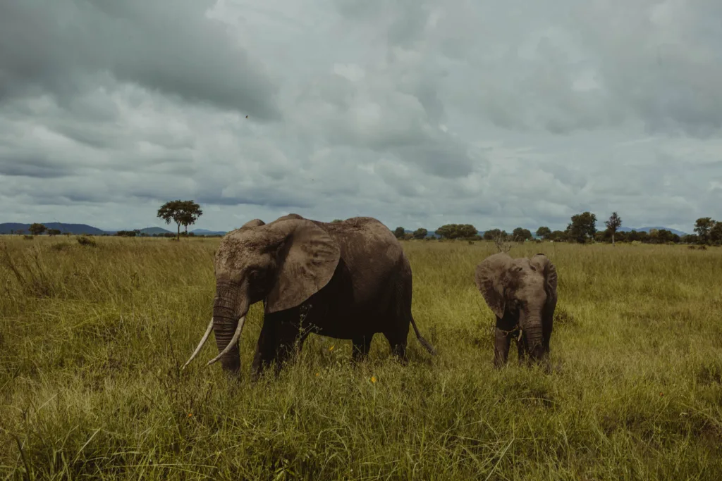 Mikumi National Park Photo Gallery
