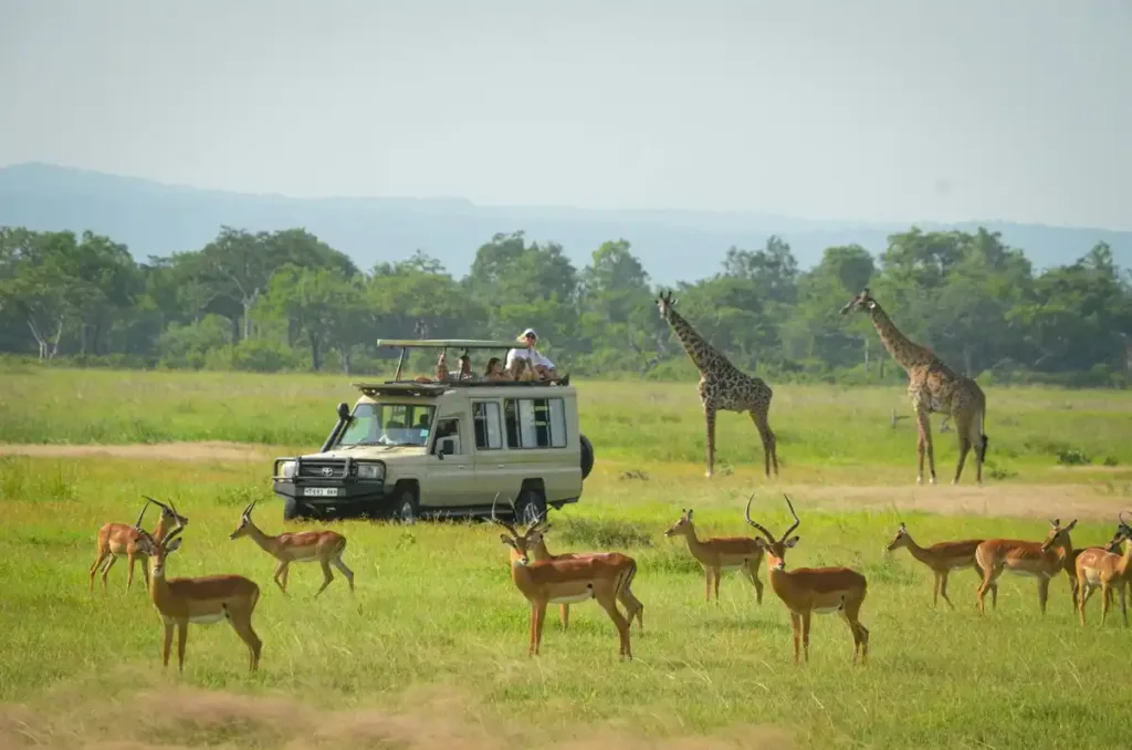 Mikumi National Park Safari Game Drive
