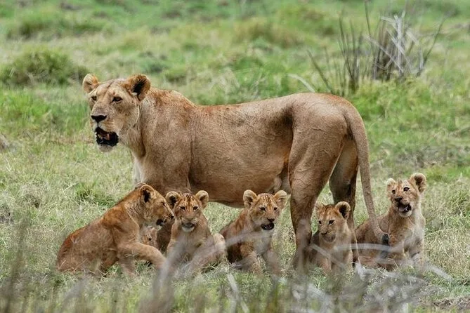 Mikumi National Park Safari Game Drive