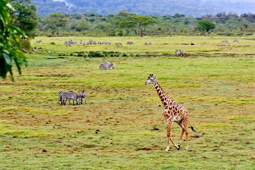 Safari itinerary image