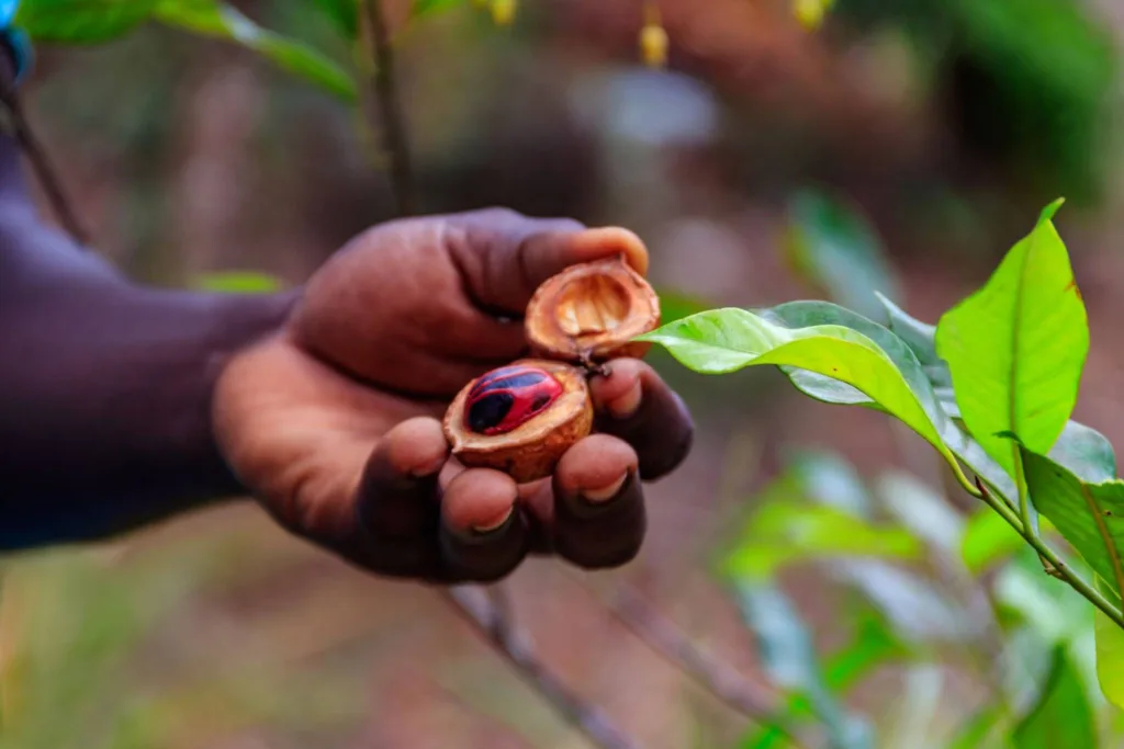 Zanzibar Fruit & Spice Tour - Tanzania Safari Experience