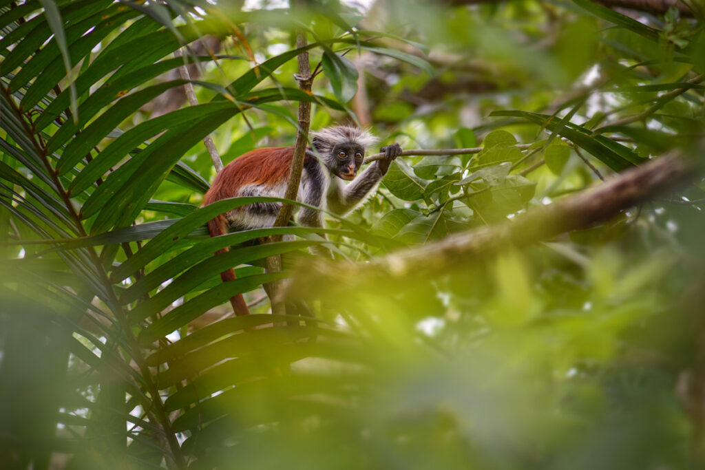 Jozani Forest — Zanzibar Experience