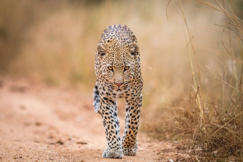 Tarangire National Park Day Trip Leopard at Tarangire National Park - Tanzania Safari Experience