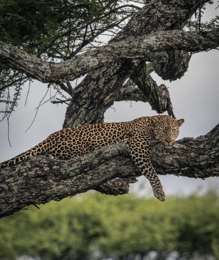 Serengeti National Park - Tanzania Safari Experience