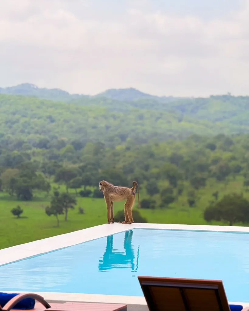 Mikumi Wildlife Lodge โ Luxury Stay in the Mikumi