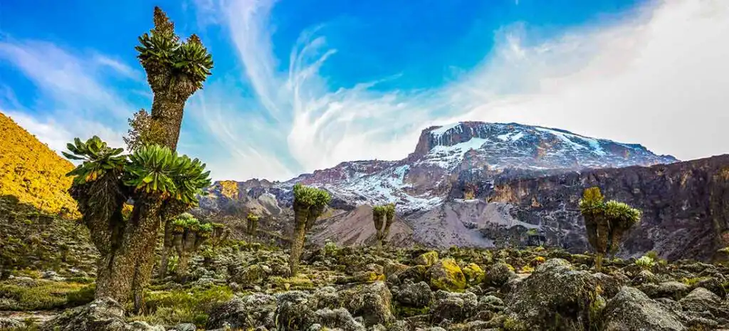Lemosho Route Kilimanjaro Guide: Itinerary, Cost & Success Rate