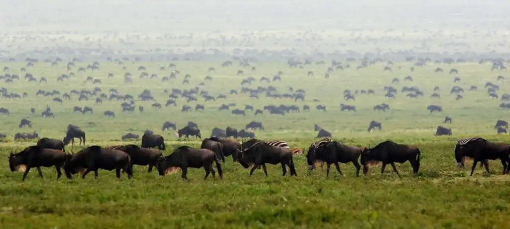 Safari itinerary image