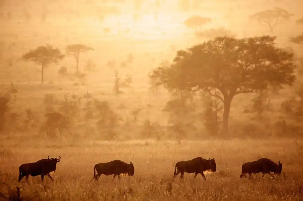 Safari itinerary image