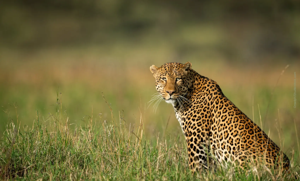 2 Days Shared Camping Tanzania Safari