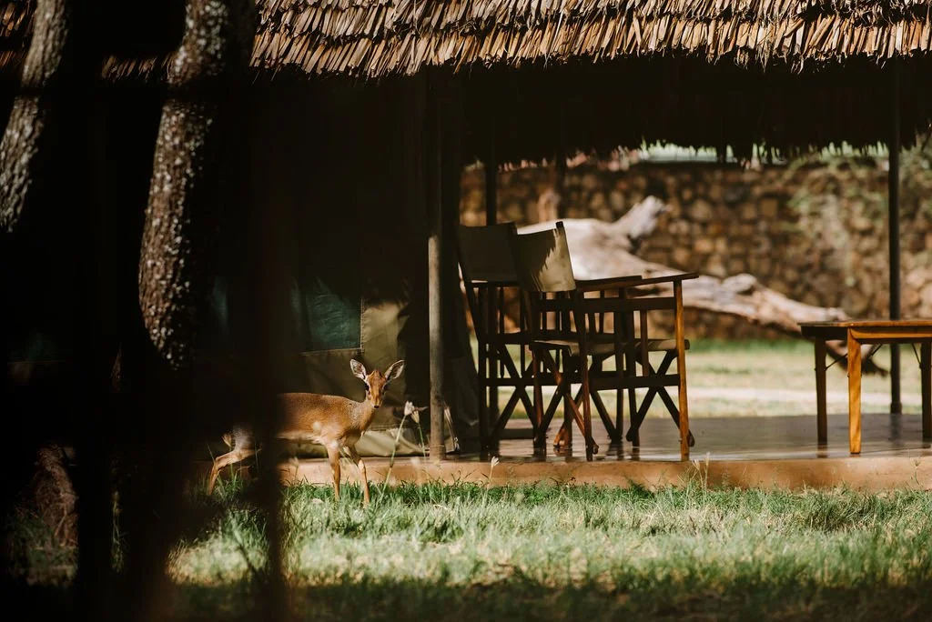 Tarangire Safari Lodge Tarangire Safari Lodge โ Photos, Rooms & Safari Stay