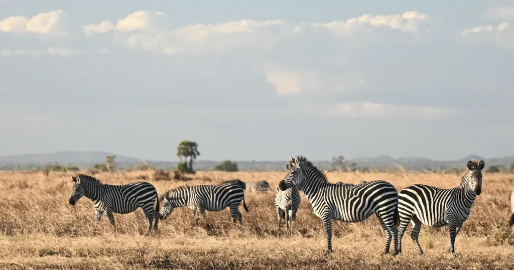 Mikumi National Park Safari From Zanzibar & Dar Es Salaam