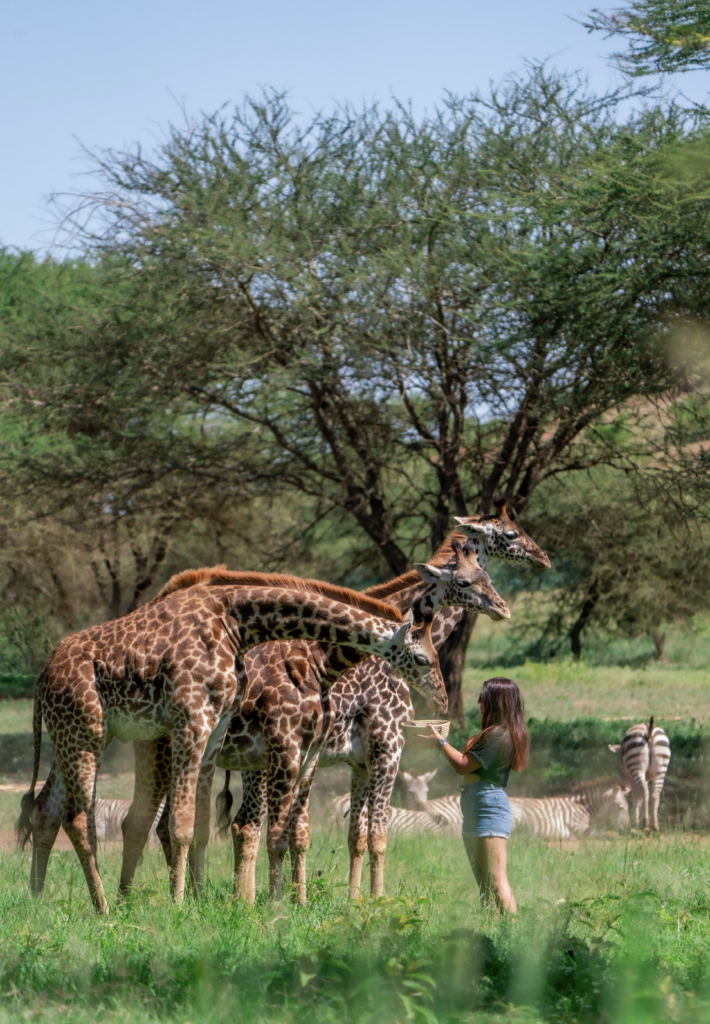 Serval Wildlife Sanctuary Park Photo