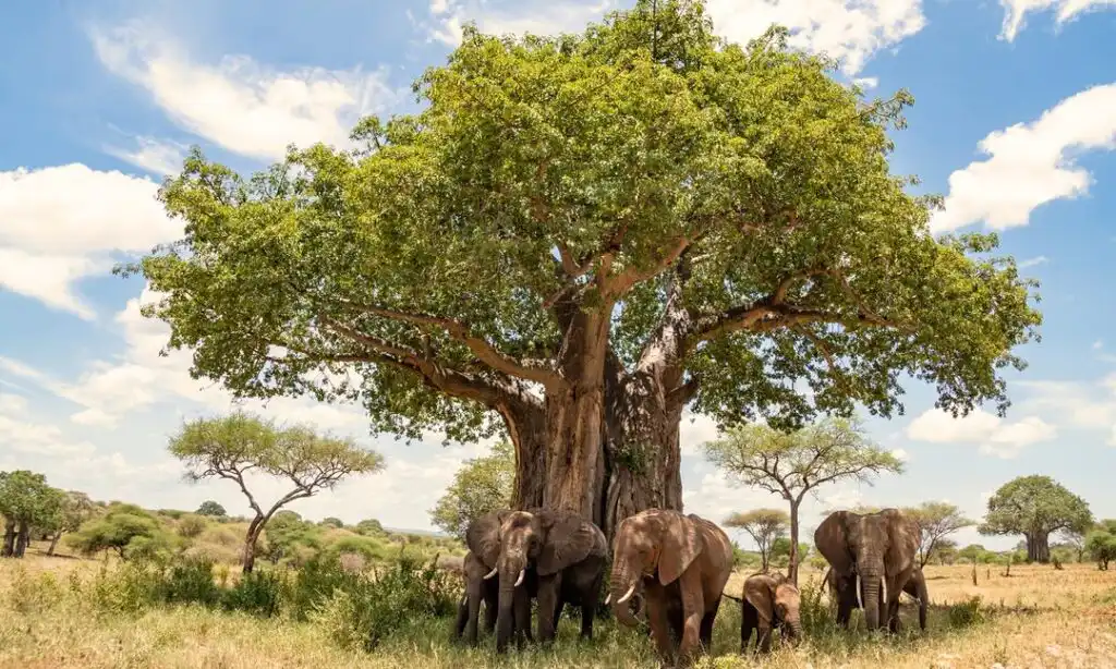 Safari itinerary image