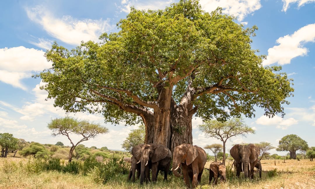 Elephants and Iconic Baobab Trees of Tarangire